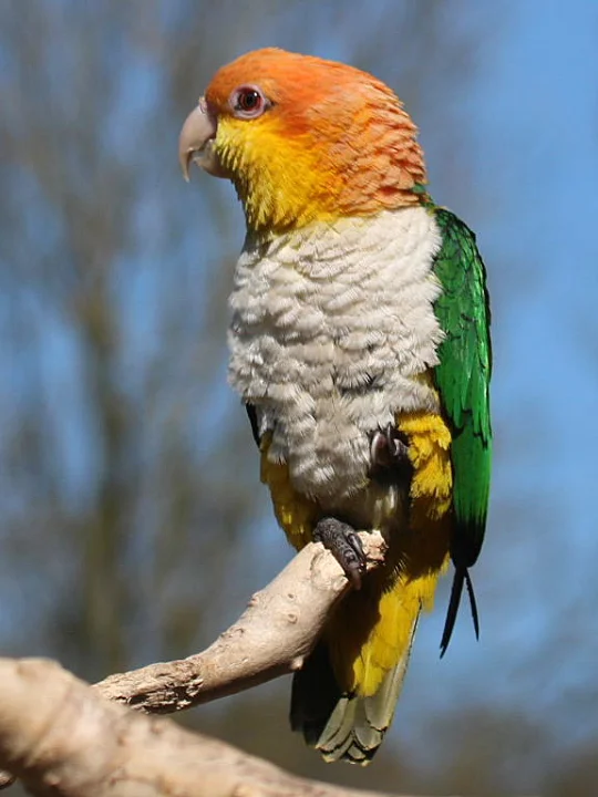 Caique Parrot price in chennai
