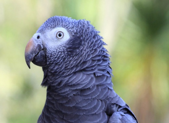 African Grey Parrot African Grey Parrot Price in Chennai