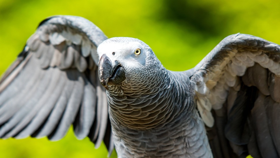 African Grey Parrot Talking African Grey Parrot for Sale in Chennai