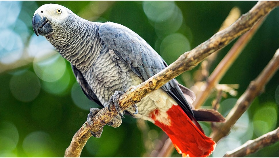 African Grey Parrot Congo African Grey Parrot Price in Udumalpet
