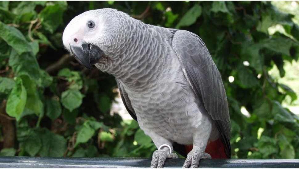 African Grey Parrot Talking African Parrot for Sale in Dharapuram