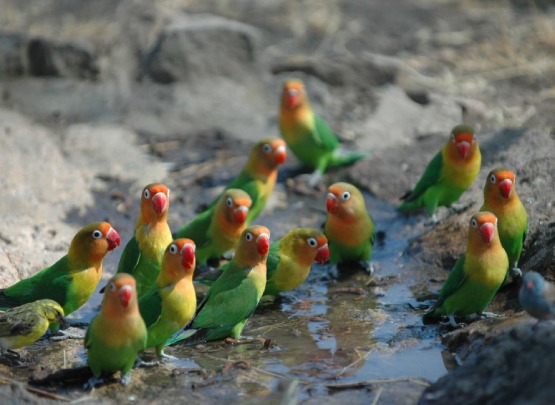 African Love Birds African Love Birds Price in Tamilnadu