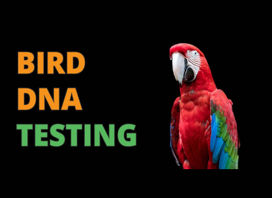 Bird DNA Testing Bird DNA Testing in Chennai