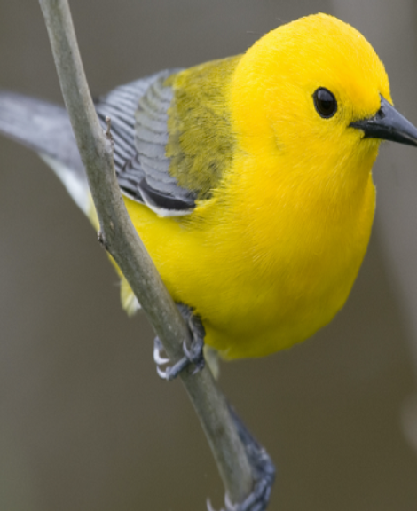 DNA Testing Certification For Birds Species In Chennai