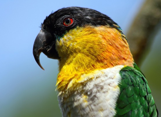Black Headed Caique Black Headed Parrot Price in Chennai