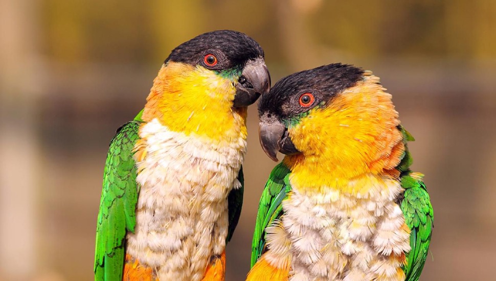 Black Headed Caique Black Headed Caique Price in Chennai