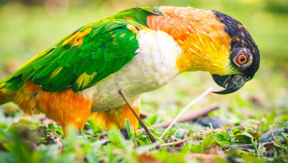 Black Headed Caique Black Headed Caique for Sale in Chennai