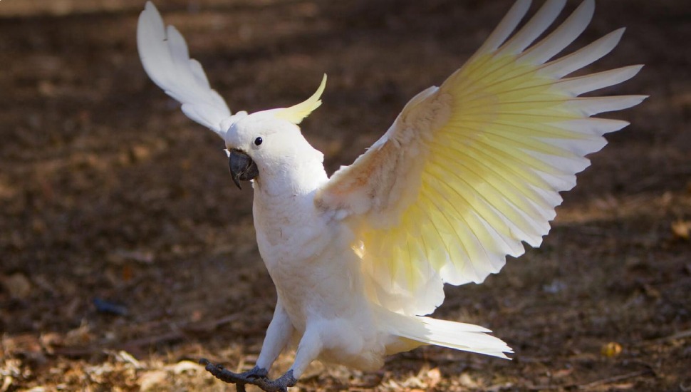 Sulphur Cockatoo Sulphur Crested Cockatoo Price in Dharapuram
