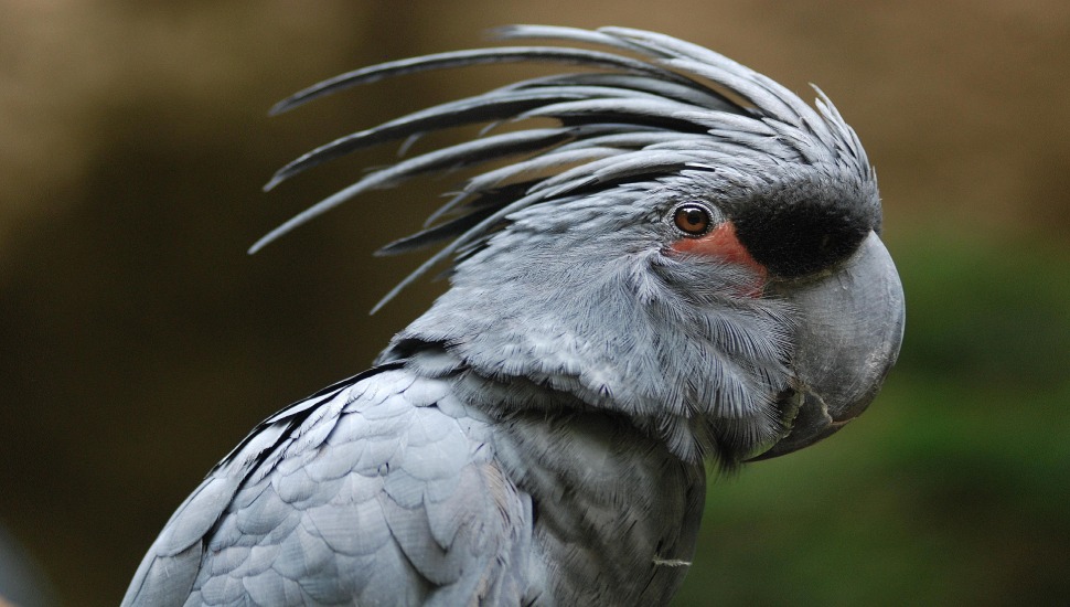 Palm Cockatoo Palm Cockatoo Price in Chennai