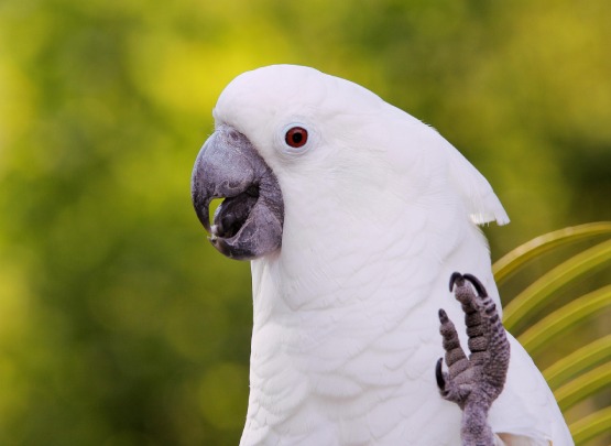 White Cockatoo White Cockatoo Price in Cuddalore
