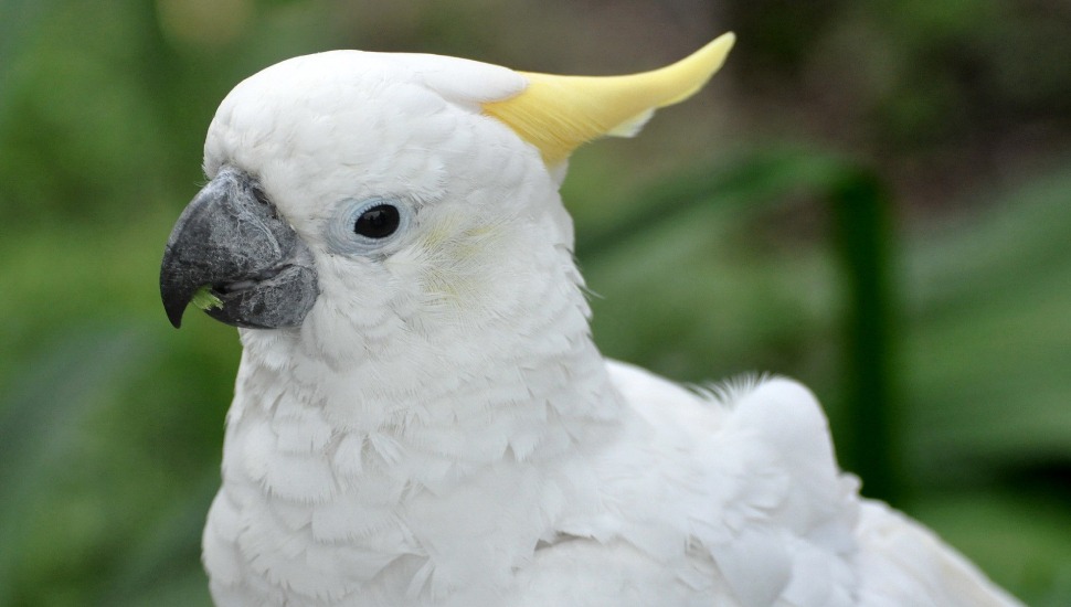 Sulphur Cockatoo Sulphur Crested Cockatoo Price in Udumalpet