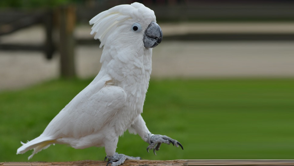 Cockatoo price online