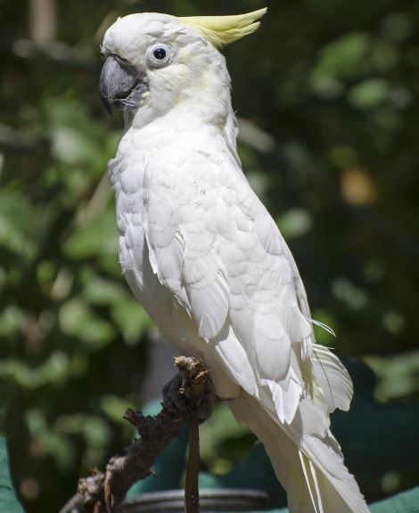 Sulphur Crested Cockatoo Birds for Sale in Chennai Tamilnadu