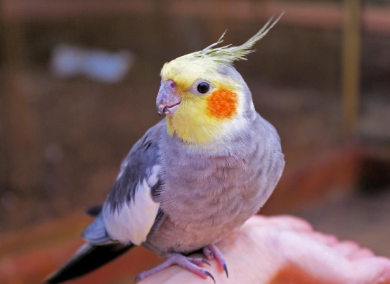 Bird Feeding Pet Birds Feeding Recommendation in Chennai
