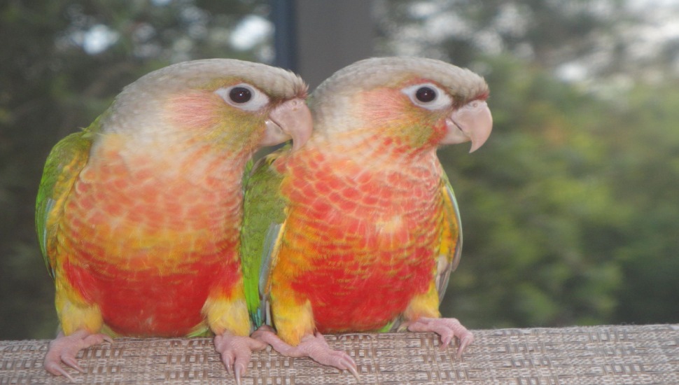 Pineapple Conure Pineapple Conure Price in Tamilnadu