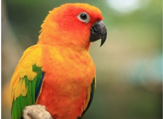 Sun Conure Sun Conure for Sale in Chennai