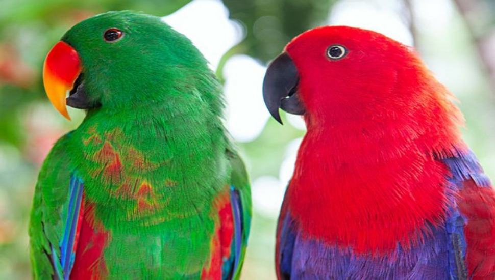 Eclectus Parrot Solomon Eclectus Parrot for Sale in Chennai