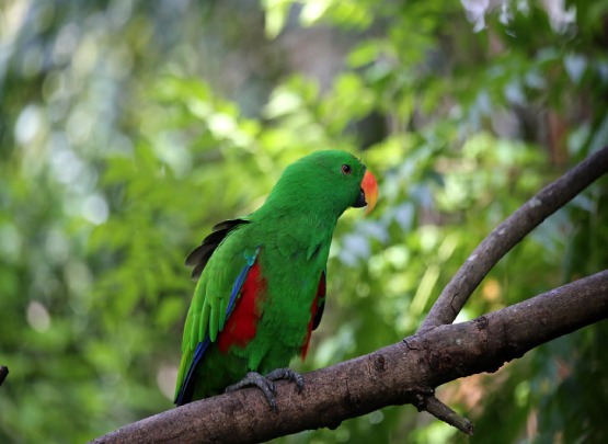 Eclectus Parrot Female Eclectus Parrot Price in Chennai