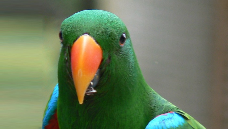 Eclectus Parrot Solomon Eclectus Parrot Price in Chennai