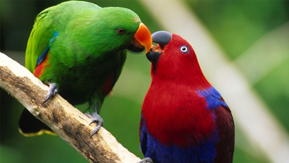 Eclectus Parrot Eclectus Parrot for Sale in Chennai