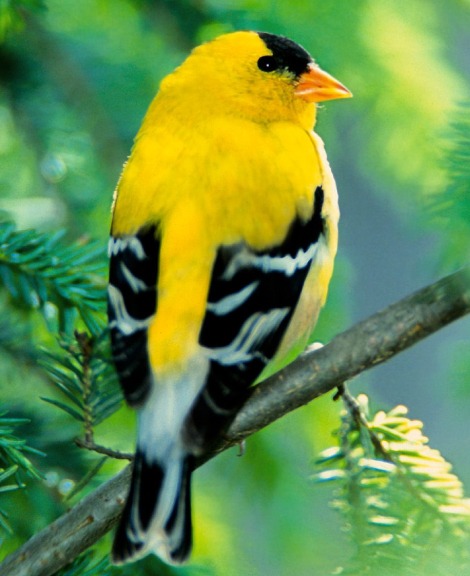 American Goldfinch For Sale At Low Price in Chennai