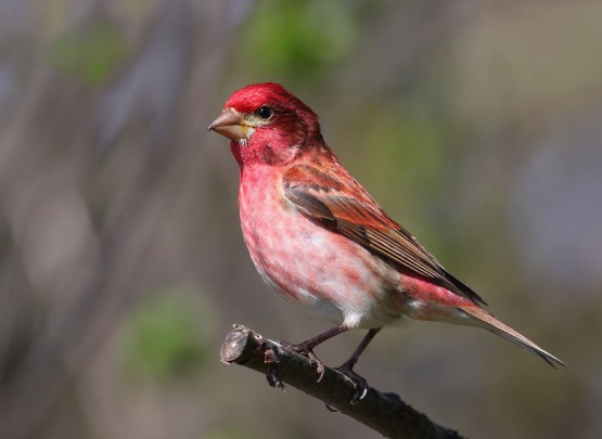 Purple Finch Purple Finch Price in Chennai