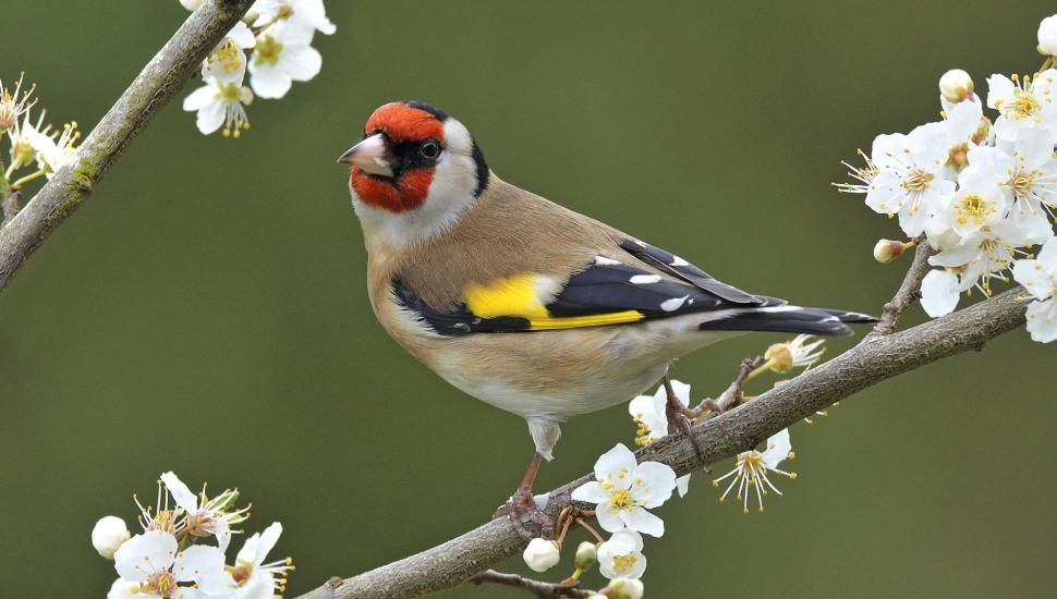 Golden Finch Golden Finch for Sale in Chennai