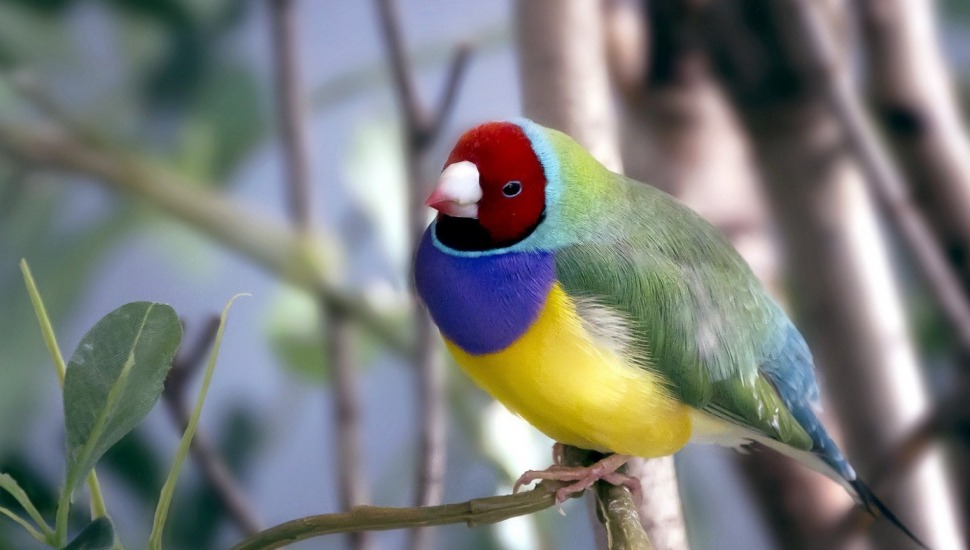 Golden Finches Golden Finches Bird Price in Chennai