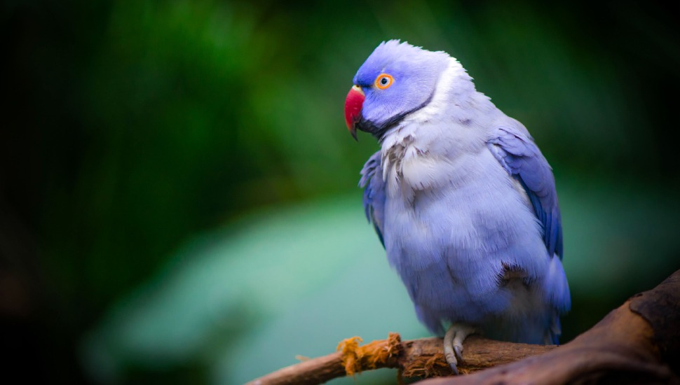 Violet Ringneck Parakeet Violet Ringneck Parakeet Price in Chennai