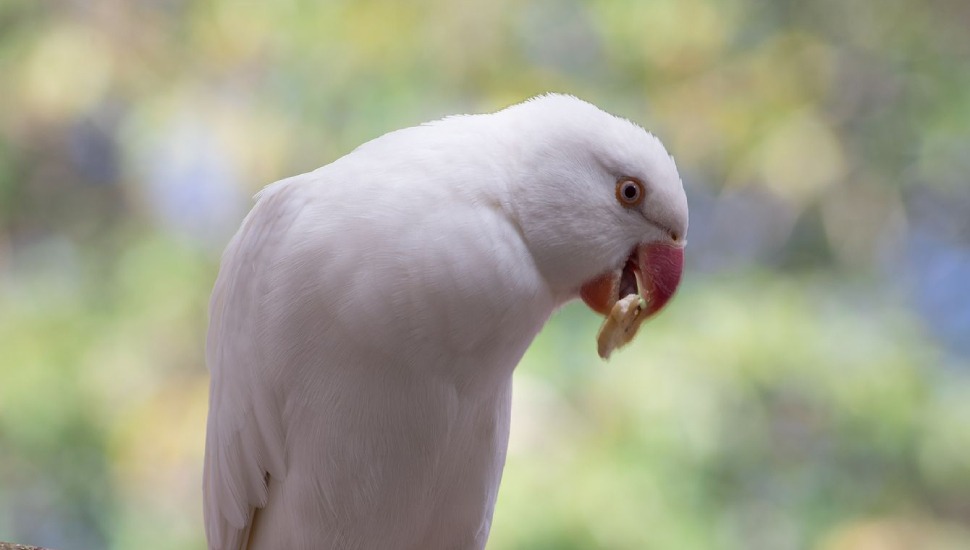White Ringneck Parakeet White Ringneck Parakeet for Sale in Chennai