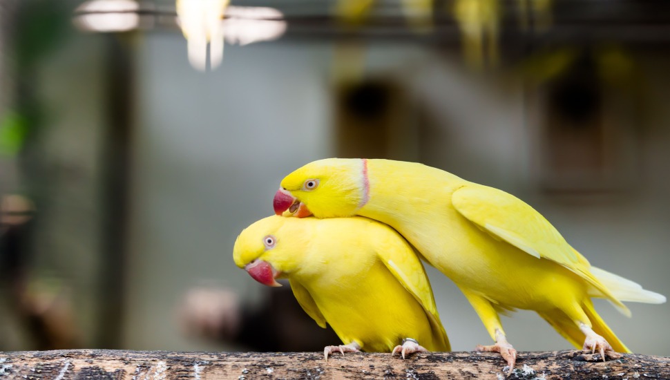 Ringneck sales parakeet price