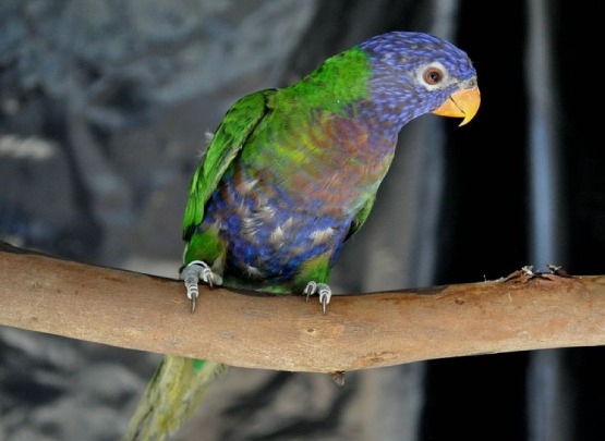 Blue Fronted Lorikeet Blue Fronted Lorikeet for Sale in Chennai