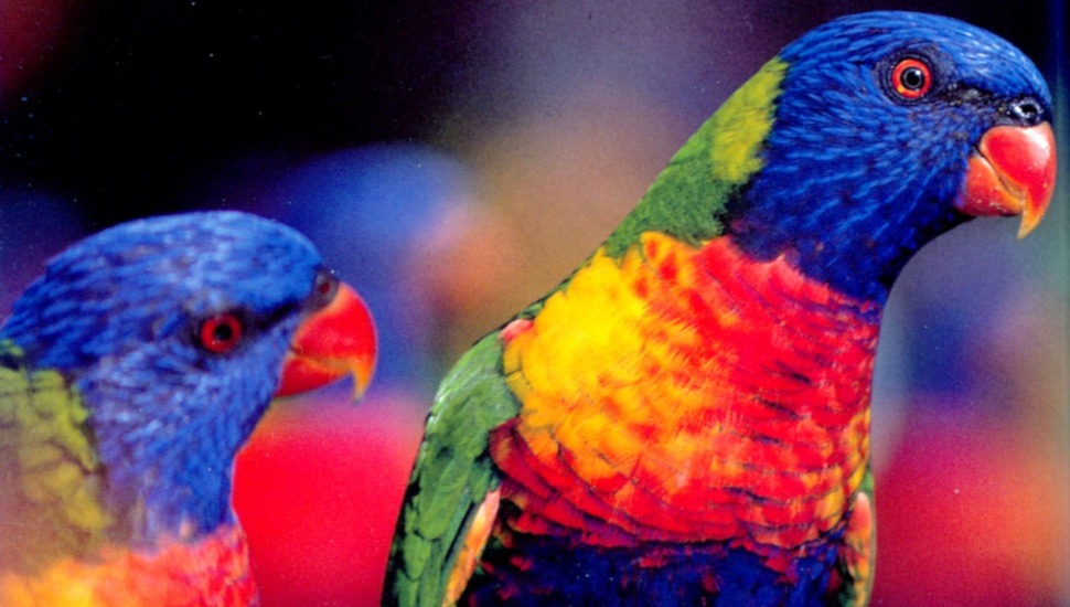 Rainbow Lorikeet Rainbow Lorikeet Price in Chennai