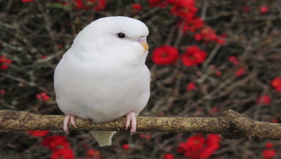 Albino Budgie Albino Budgies Price in Chennai