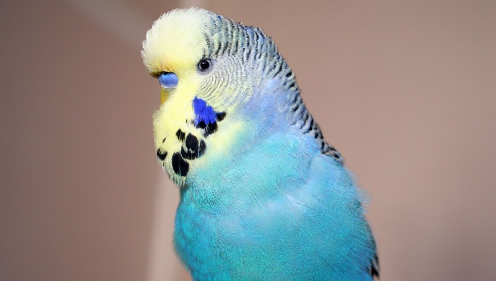 Crestsed Budgie Crestsed Budgies Price in Cuddalore
