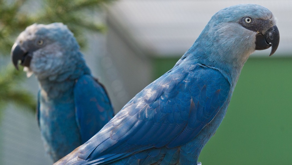 Spix Macaw Spix Macaw Price in Tamilnadu