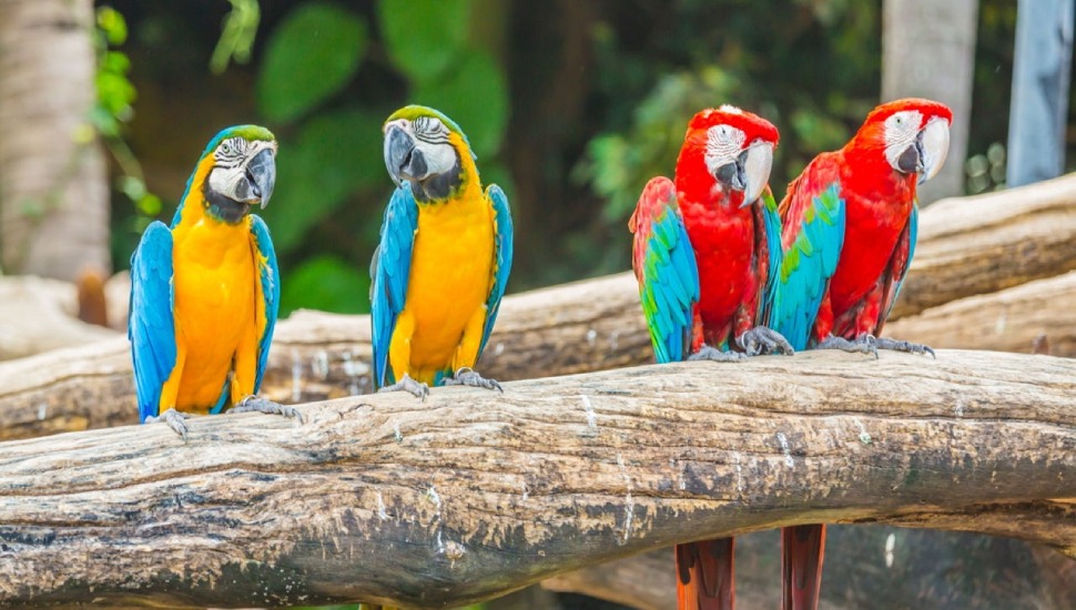 Blue and Gold Macaw Blue and Gold Macaw Price in Chennai