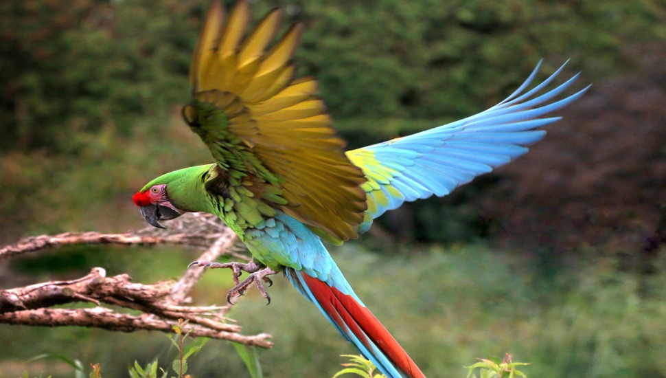 Military Macaw Military Macaw Price in Erode