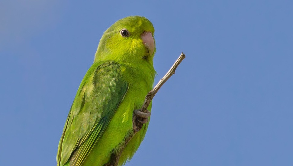 Turquoise Blue Green Pacific Parrotlet Pair For Sale in Chennai