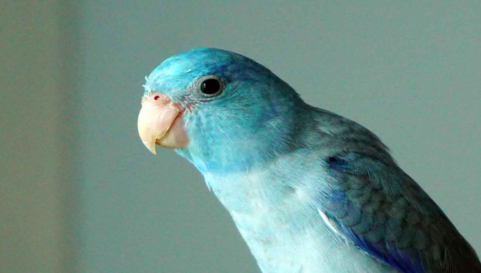 Pacific Parrotlet Pacific Parrotlet Price in Chennai