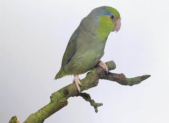 Pacific Green Parrotlet Pacific Green Parrotlet Price in Chennai