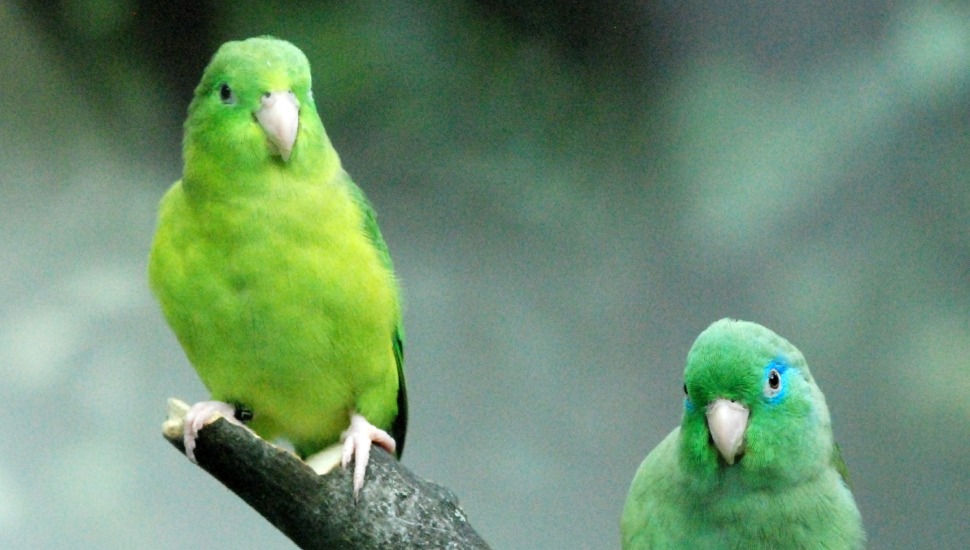 Pacific Green Parrotlet Pacific Green Parrotlet for Sale in Chennai