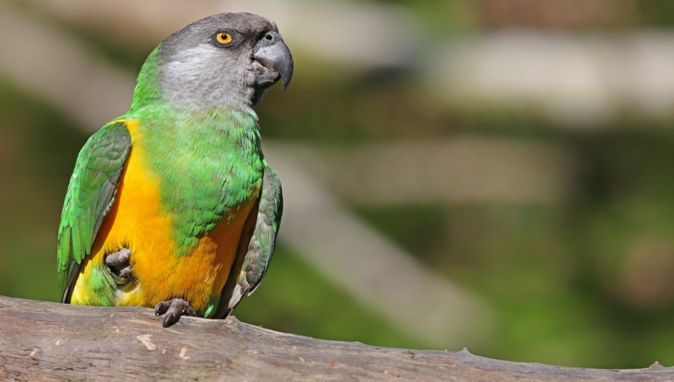 Senegal Parrot Senegal Parrot for Sale in Chennai