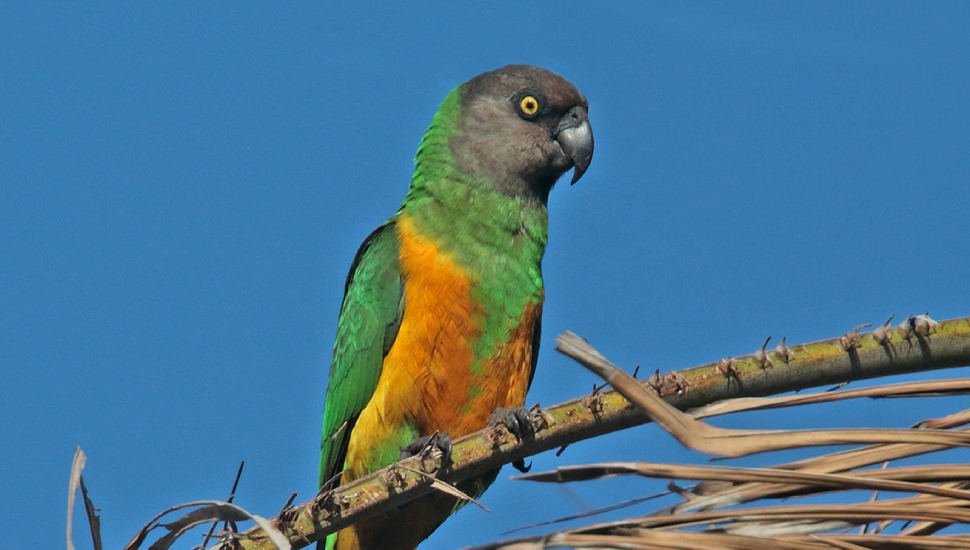 Senegal Parrot Senegal Parrot Price in Chennai