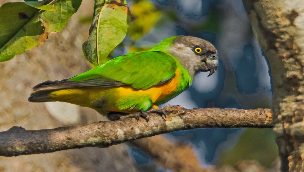 Senegal Parrot Senegal Parrot for Sale in Erode
