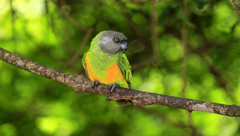 Senegal Parrot Senegal Parrot Price in Tiruppur