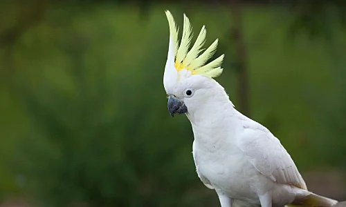 Cockatoos for Sale in chennai