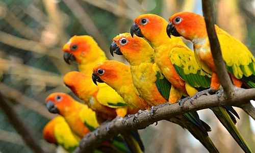 Buy Exotic Pet Bird Species Online at Best Bird shop in Chennai