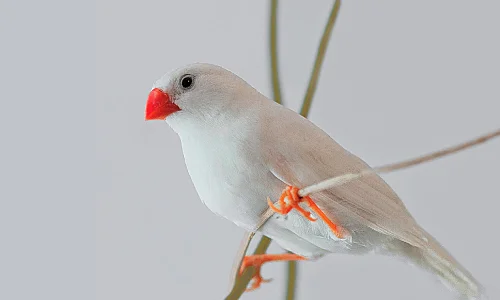 Birds price clearance