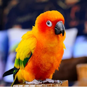 Sun Conure for Sale in Chennai